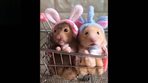Adorably Funny Animal Video Compilation