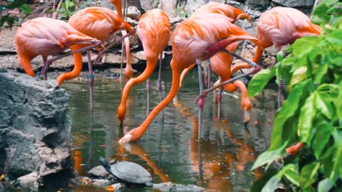 The flamingo group