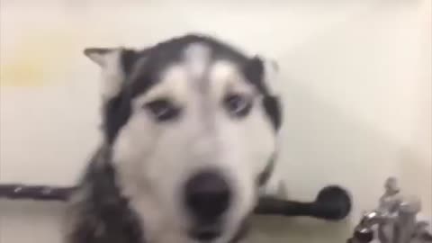 Husky not happy about bath time!