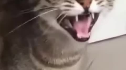 when you hear meow