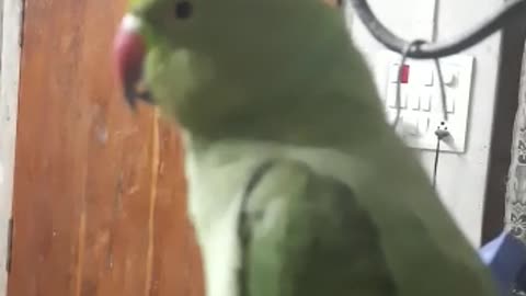 Parrot can sing happy birthday song