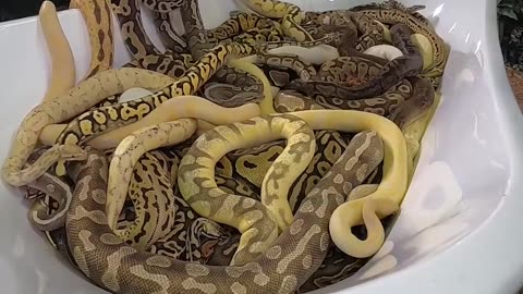 Bathtub of Snakes