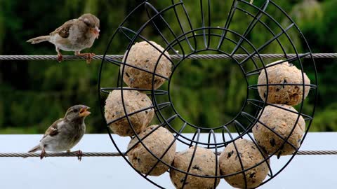 SPARROWS FEEDING - LIFE NATURE