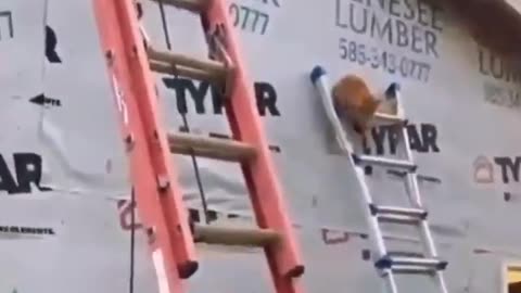 Construction meows