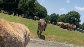 Smiling Zebra Seeking a Snack