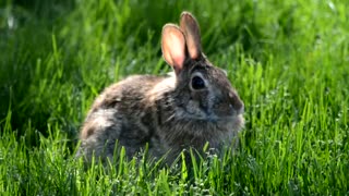 Cute Bunny In a nice Field!