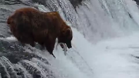 Brooks Falls Katmai