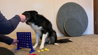 Watch This Dog Play Connect 4 With Owner During Quarantine