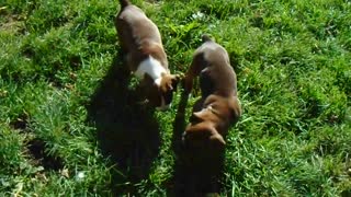 Phoenix Ridge Boxers, Marla's pups!