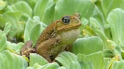 Wild toads pantaneiros brasil sertanejo brazilian