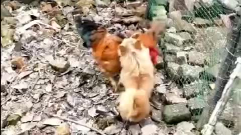 Chicken VS Dog Fight - Funny Dog scene 1