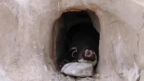 INSIDE SHARK'S TUNNEL