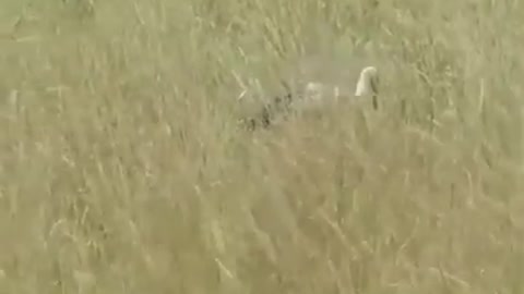 wild cat hunt a big bird.mp4