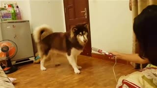 My husky was attracted by the hair dryer