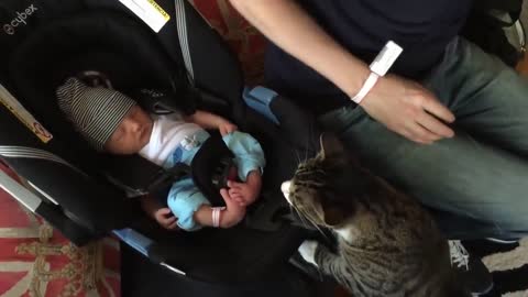 Cats meet Babies for the first time :-) CUTE !