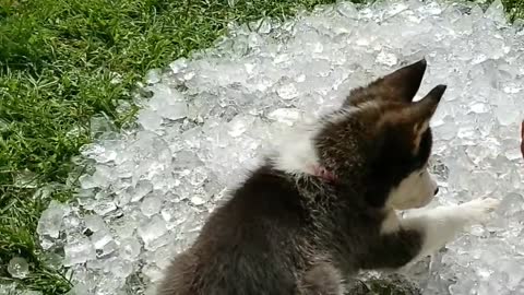 Husky puppy plays in big pile of ice