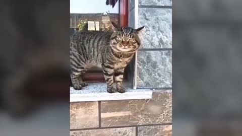 funny cat talking videos,cats speaking better than humans | funny cat video