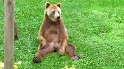 Bear scratching himself in a good way