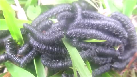Black Caterpillars - (Hymenoptera Larvae) - Making Mimicry