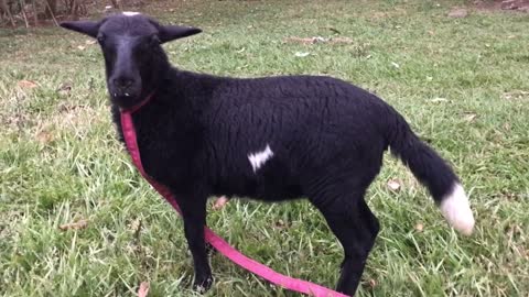 Lamb mi nueva oveja