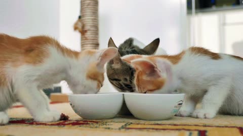 The cats are eating | What cute kittens😍