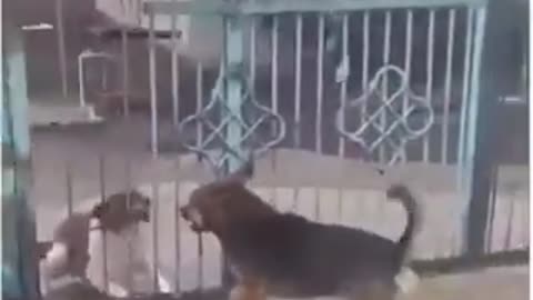 Dogs goes round just to bark from the other side of the fence