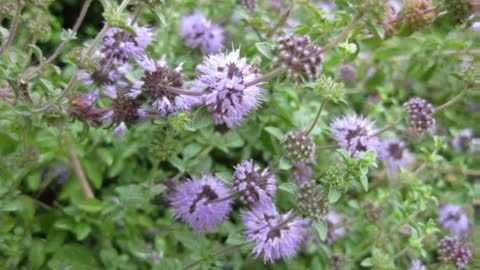 Poejo ( Mentha Pulegium ) serve para má digestão e resfriados