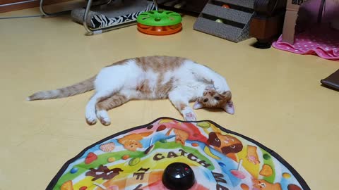 A cat that's too lazy to play.