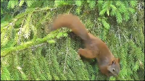Best and funniest squirrel & chipmunk videos
