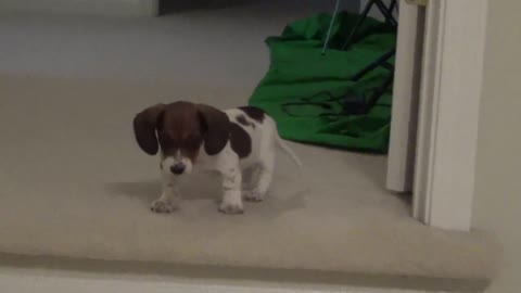 Tiny Dachshund Puppy Overcomes Her Fear Of Stairs