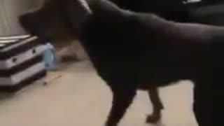 Funny dog