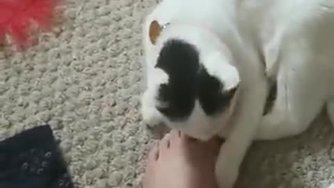 My roommates cat bites my foot and dies