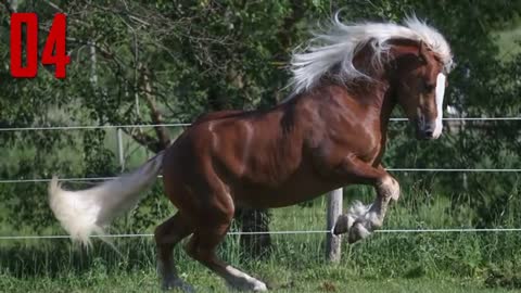 10 of the most beautiful Horses in the world!