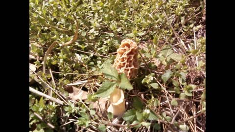 Morel Mushrooms