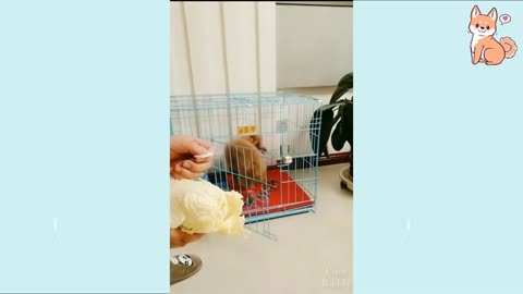 yt1s.com - Cute Puppies Cute Funny and