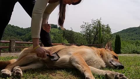 A Woman Brushing Her Dog