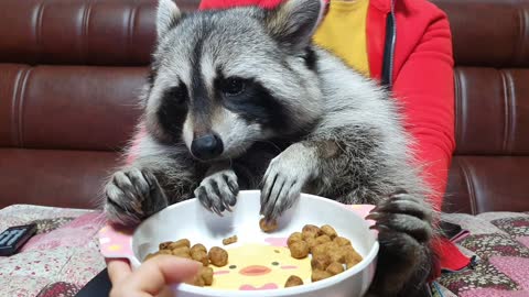 Raccoon holds and rubs the food prescribed by the doctor so that it doesn't taste good.