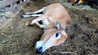 Female Cow laying in farm ground so sick