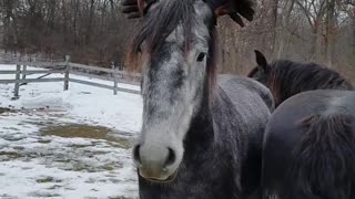 Gracioso caballo usa guantes en sus orejas