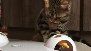 Kitten playing