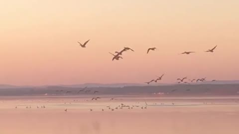 Sunset and Canadian Geese Migration begins