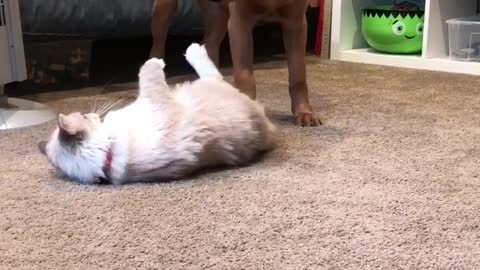 Dog and Cat love to play