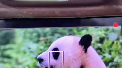 Giant panda in the shot