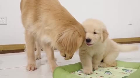Puppy startled by golden retriever hogging his bed sep 23