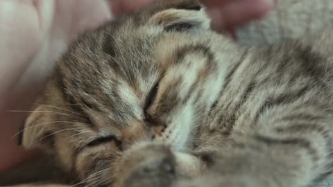 Snoring kitty 💤💤