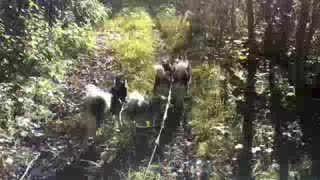 Alaskan Klee Kai dog hike