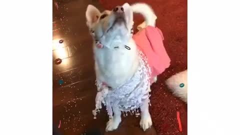 Adorable dog dances for yummy treats