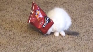 Kitty Craves Chips