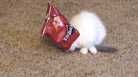 Kitty Craves Chips