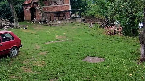 The sparrow attacks the chickens in the yard.